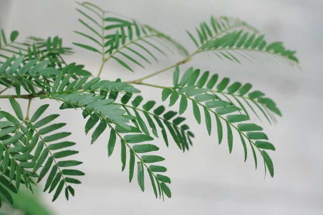 soft green leaves for anxiety counseling